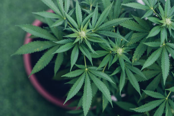 What are the challenges facing cannabis businesses in today's market?