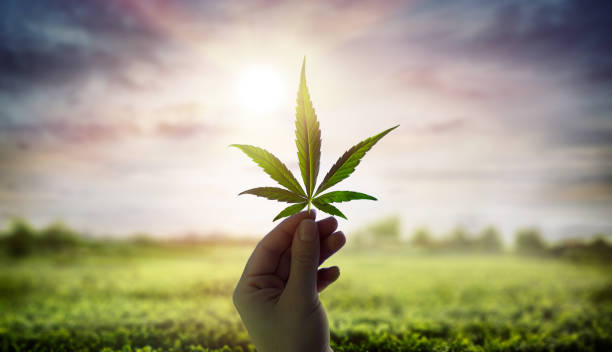 What is influencing consumer preferences in the cannabis industry?